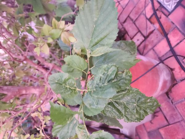 Identificação da planta Amora por foto