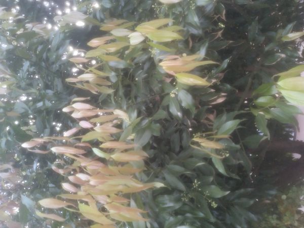 Identificação da planta Canela por foto
