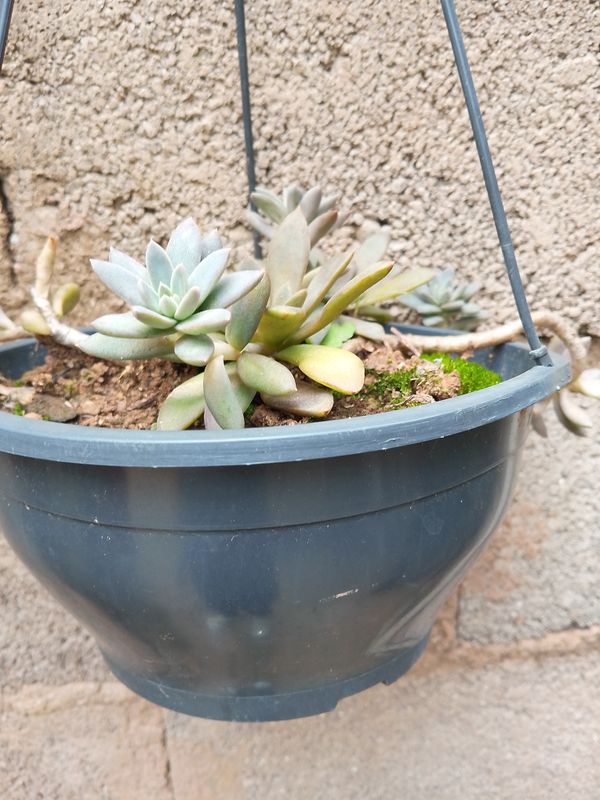 Identificação da planta rosa-de-pedra por foto