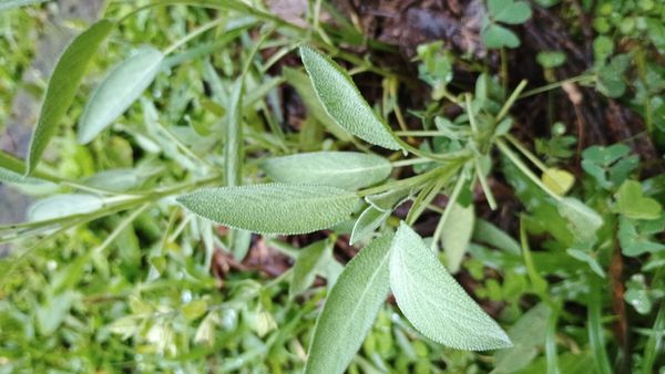 Identificação da planta Sálvia por foto