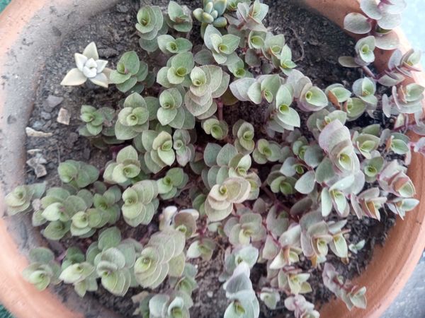 Identificação da planta Tradescantia-nanica por foto
