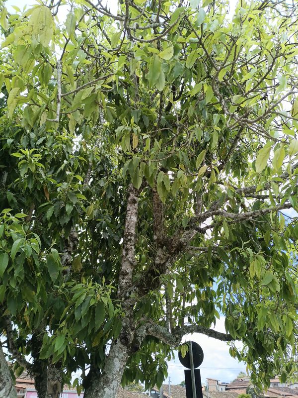 Identificação da planta Michelia por foto