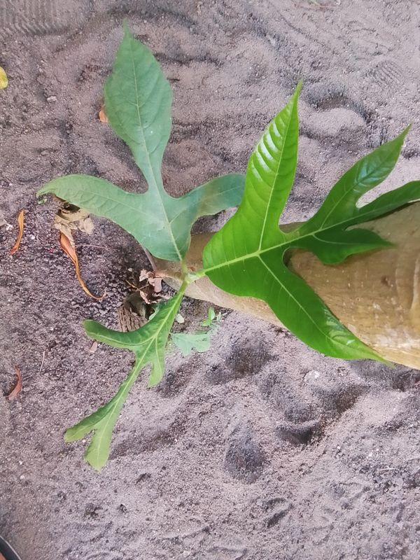 Identificação da planta Jaca por foto