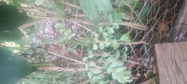 Identificação da planta Ciriguela por foto