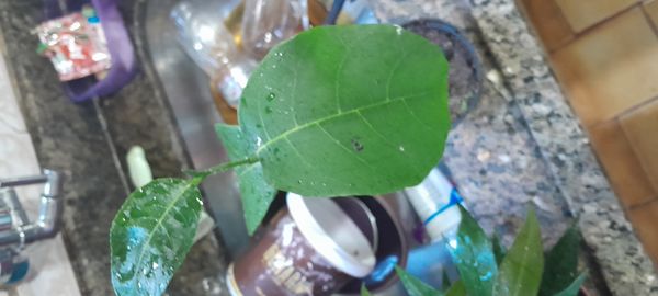 Identificação da planta Jaca por foto