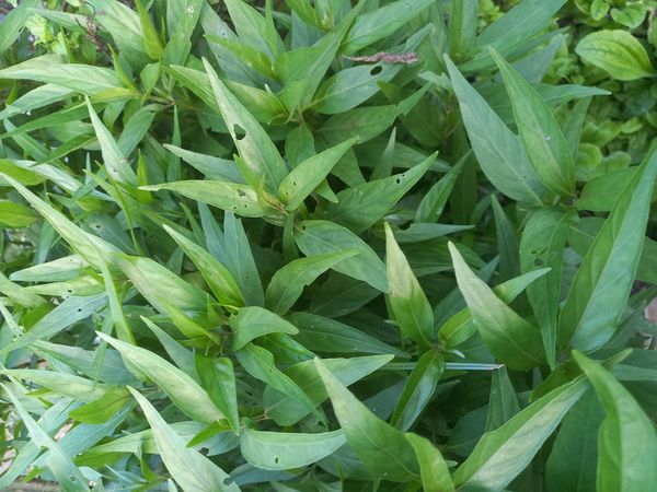 Identificação da planta Chambá por foto