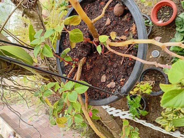 Identificação da planta Maria-sem-vergonha por foto