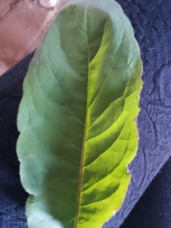 Identificação da planta Tapira por foto