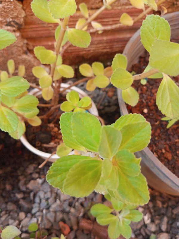 Identificação da planta Coração-roxo por foto