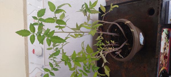 Identificação da planta Tomate por foto