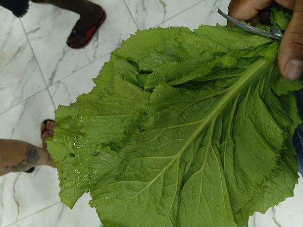Identificação da planta Mostarda por foto