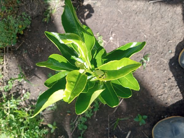 Identificação da planta Combava - mutação por foto