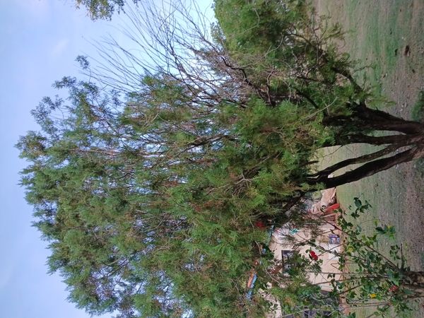 Identificação da planta Pinho por foto