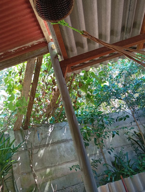 Identificação da planta Deseja que eu pesquise o nome popular no Brasil antes de responder? por foto