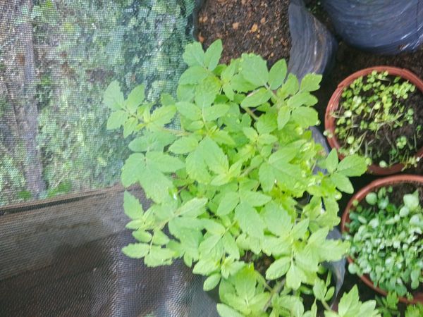 Identificação da planta Tomate por foto