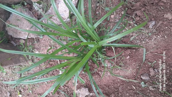 Identificação da planta Tiririca por foto
