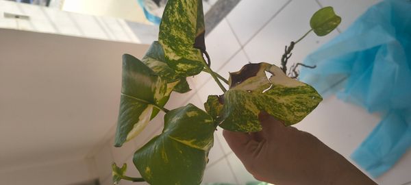 Identificação da planta Jiboia por foto