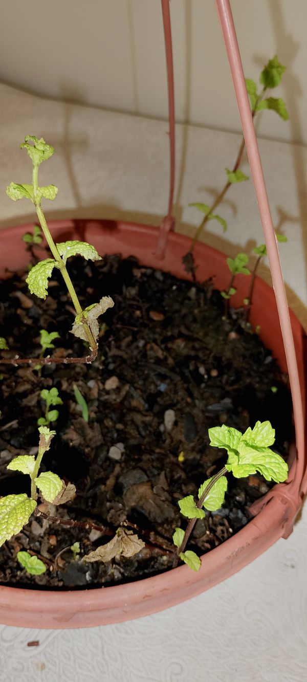 Identificação da planta Hortelã por foto