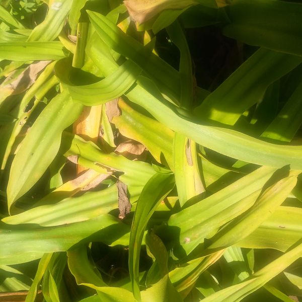 Identificação da planta Lírio por foto