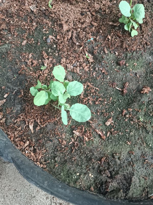 Identificação da planta Berinjela por foto