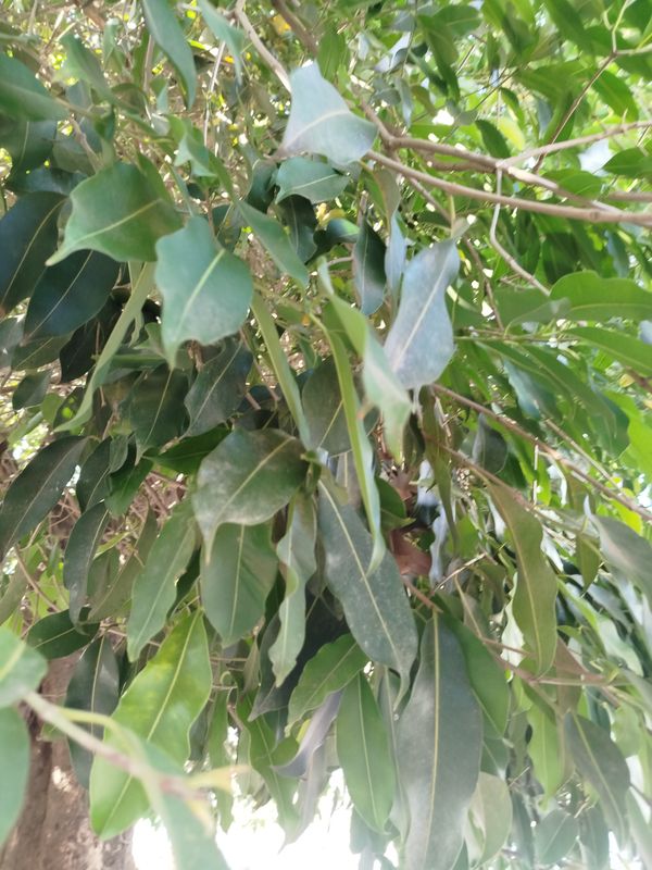 Identificação da planta Jamelão por foto