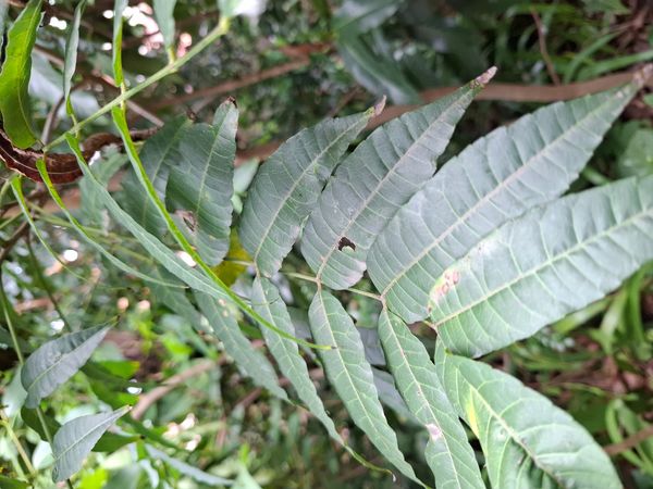 Identificação da planta Guaritá por foto