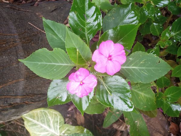 Identificação da planta Maria sem vergonha por foto