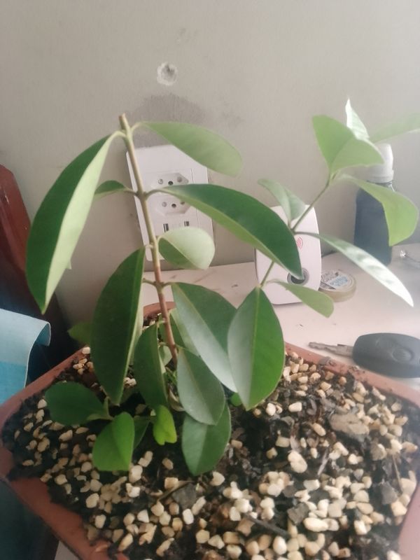 Identificação da planta Figueira-indiana por foto