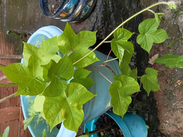 Identificação da planta Corda-de-viola por foto