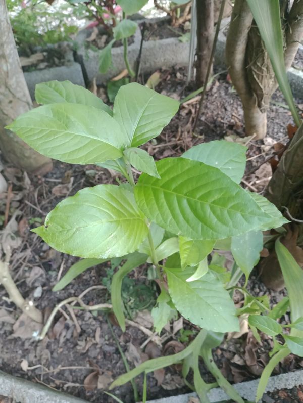 Identificação da planta Tocha-chinesa por foto