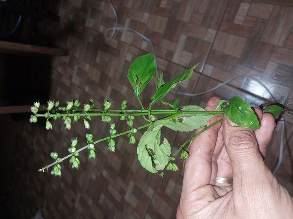Identificação da planta Manjericão-anão por foto
