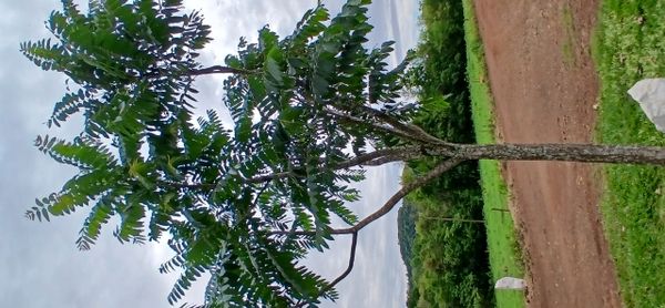 Identificação da planta Cedro-rosa por foto