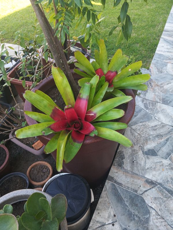 Identificação da planta Bromélia por foto