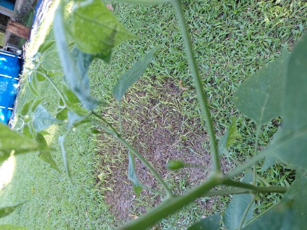 Identificação da planta Malagueta por foto