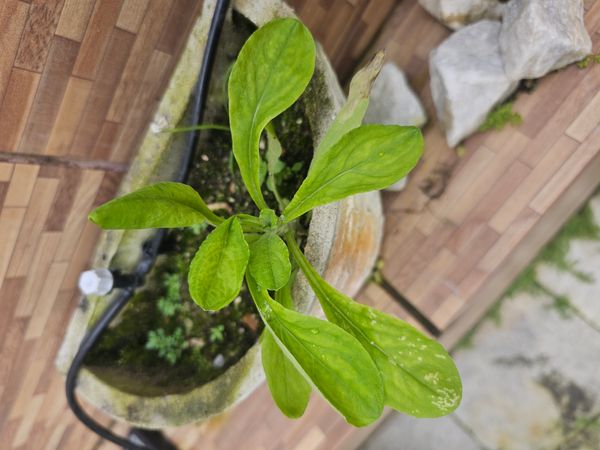 Identificação da planta Sete-sangrias por foto