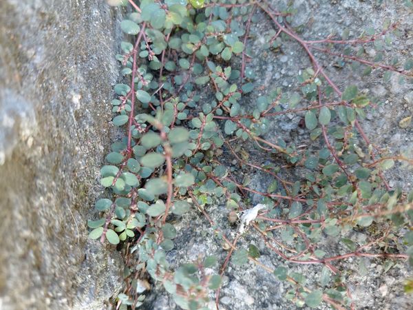 Identificação da planta Erva-de-santa-luzia por foto