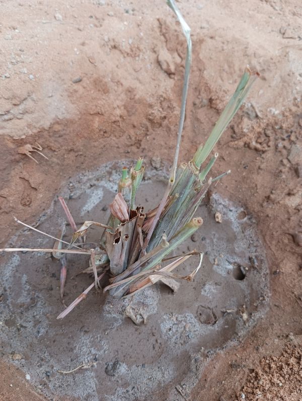 Identificação da planta Capim-limão por foto