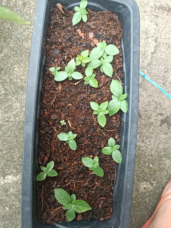 Identificação da planta Cerejeira-do-japão por foto