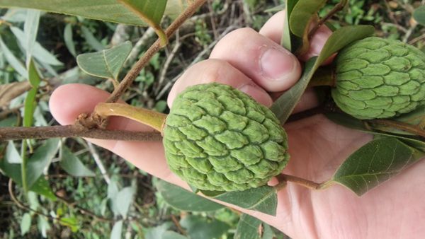 Identificação da planta Araticum galego por foto