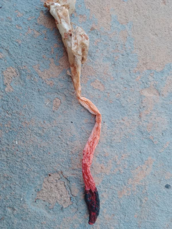 Identificação da planta Alho-poró por foto