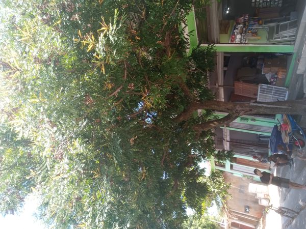 Identificação da planta Nim por foto