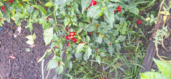 Identificação da planta Malagueta por foto