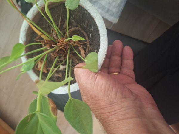 Identificação da planta Micro antúrio por foto