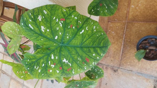 Identificação da planta Tinhorão por foto