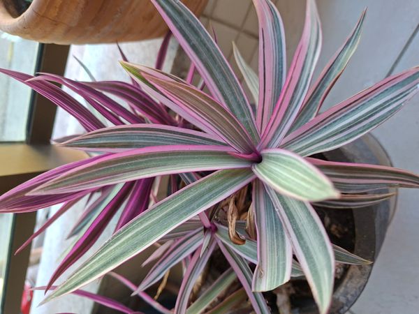 Identificação da planta Abacaxi-roxo por foto