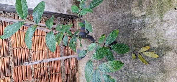 Identificação da planta Mogno por foto