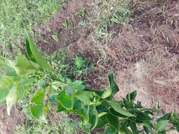 Identificação da planta Mexerica por foto