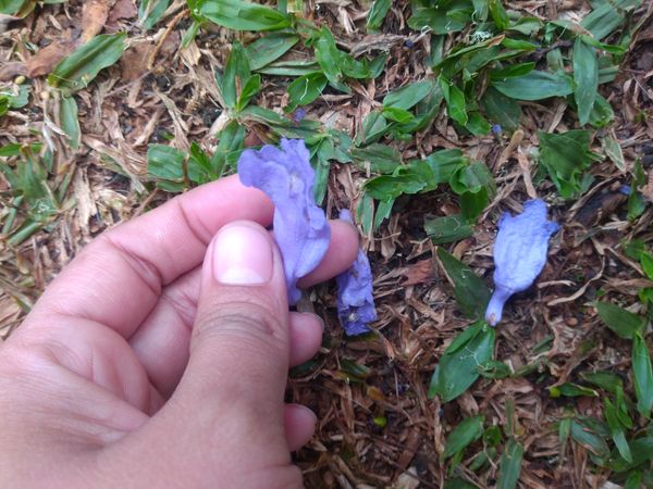 Identificação da planta Jacarandá por foto