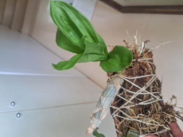 Identificação da planta Orquídea-cara-de-macaco por foto