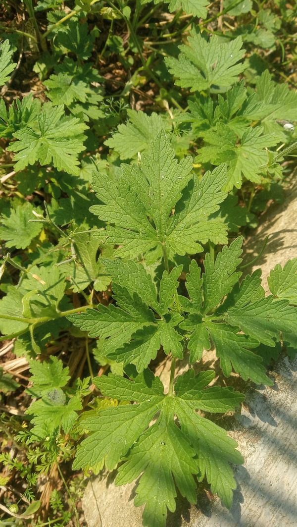 Identificação da planta Coração-de-jesus por foto